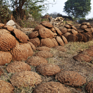 cow dung cakes