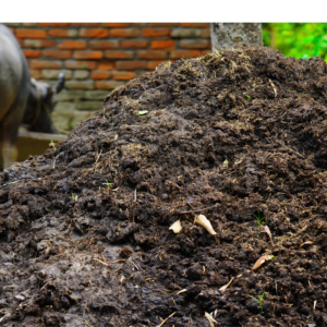 desi cow dung manure