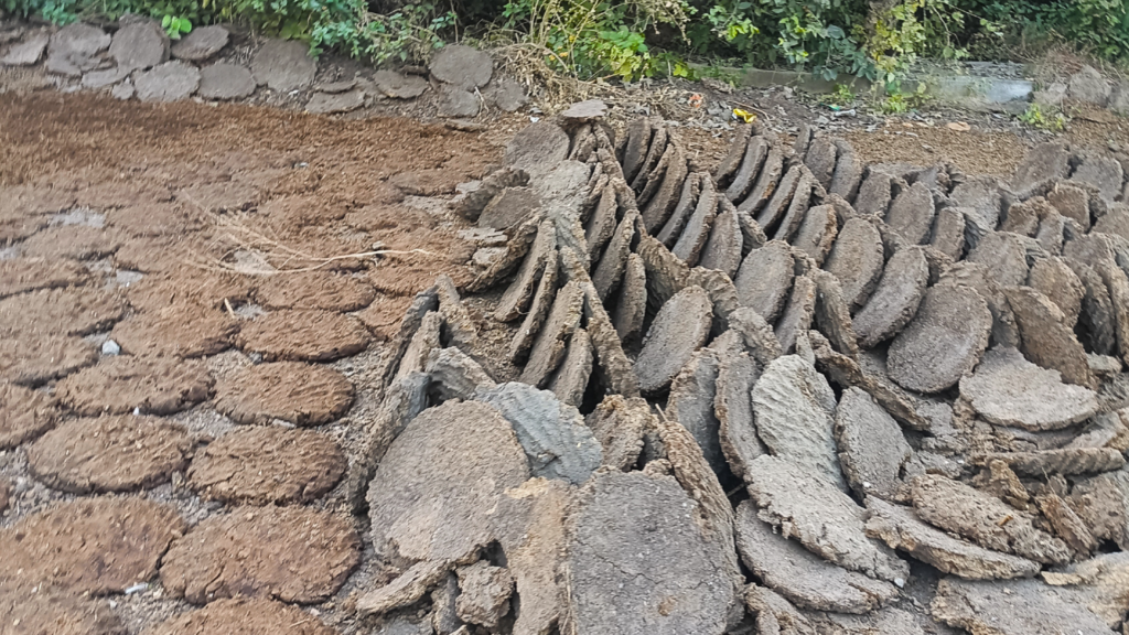 cow dung