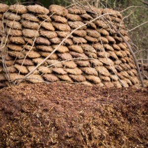 desi cow dung organic