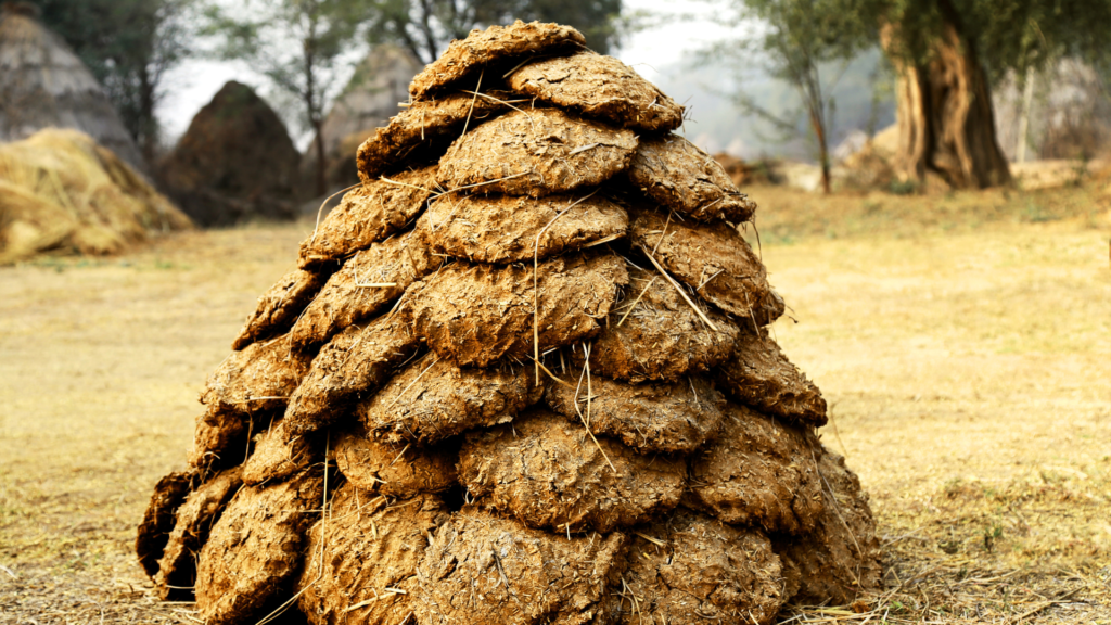 cow dung cakes